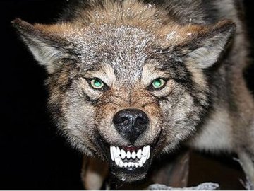 Луцькі вовки загризли хижака у Черкасах