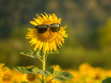 Якою буде погода у Луцьку в неділю, 30 серпня
