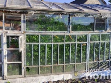 У районі на Волині – обшуки: вилучили 500 рослин марихуани, пістолети, набої. ФОТО