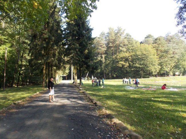 Дітлахи на Волині заготовляють жолуді древнього дуба. ФОТО