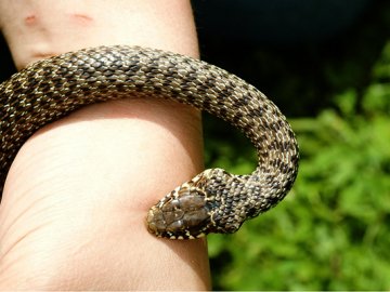 В Івано-Франківській області трьох дітей покусали змії: усі постраждалі – у реанімації