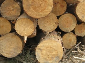 На Волині порушники  «на ходу» викидали вкрадене