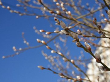 Погода у Луцьку та Волинській області на завтра, 1 березня