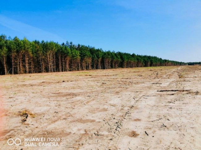 На Волині приватне підприємство підозрюють у незаконному знищенні лісу