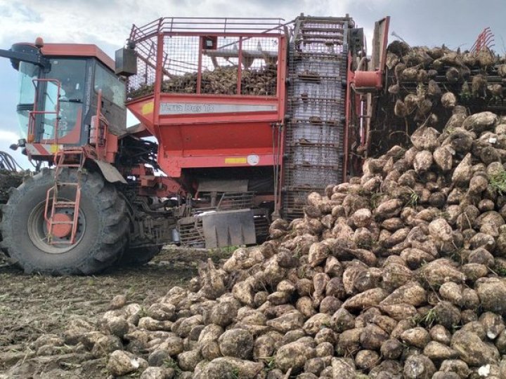 На Волині зросла урожайність цукрового буряка. ВІДЕО