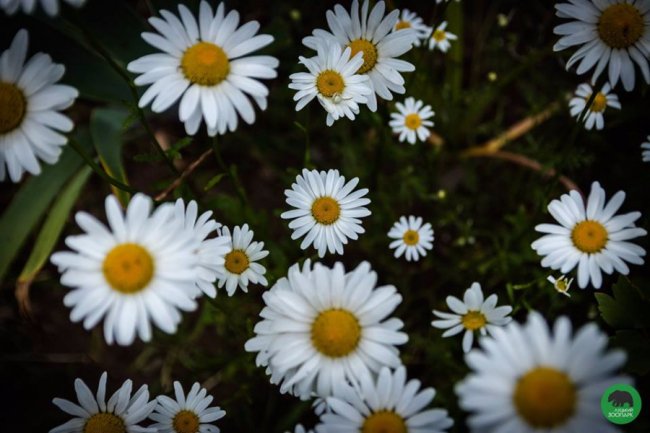 Квіти Луцького зоопарку: 37 дивовижних фото