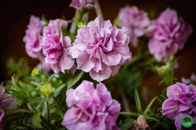 Квіти Луцького зоопарку: 37 дивовижних фото