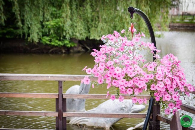 Квіти Луцького зоопарку: 37 дивовижних фото