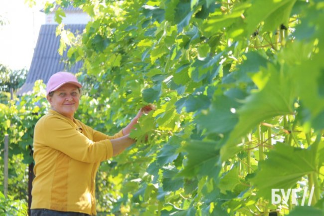 Волинянка вирощує приблизно пів сотні сортів винограду біля свого дому 