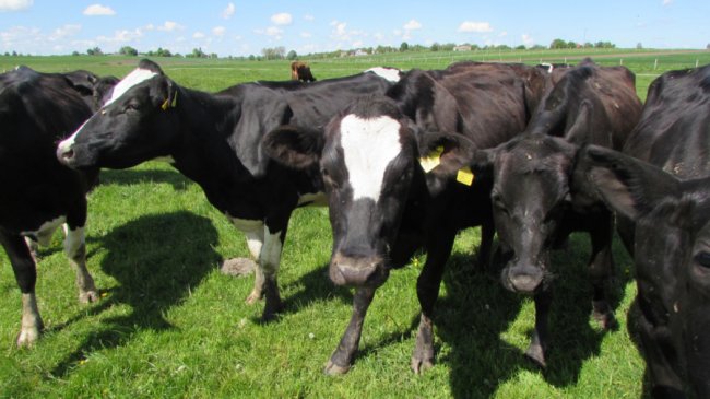 Волинянин покинув місто, аби створити у селі успішний молочний бізнес. ФОТО