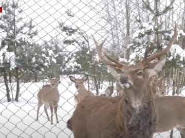Як у Тойкуті на Волині розводять оленів