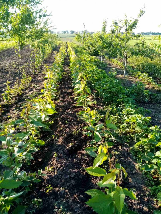 Яблуні, персики, сливи і черешні: як атовець з Волині виплекав власний сад