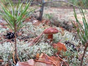 На Волині цього року зафіксували один випадок отруєння грибами