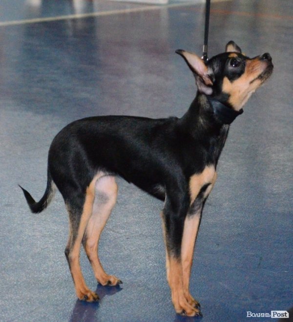 У Луцьку ‒ виставка собак. ФОТО