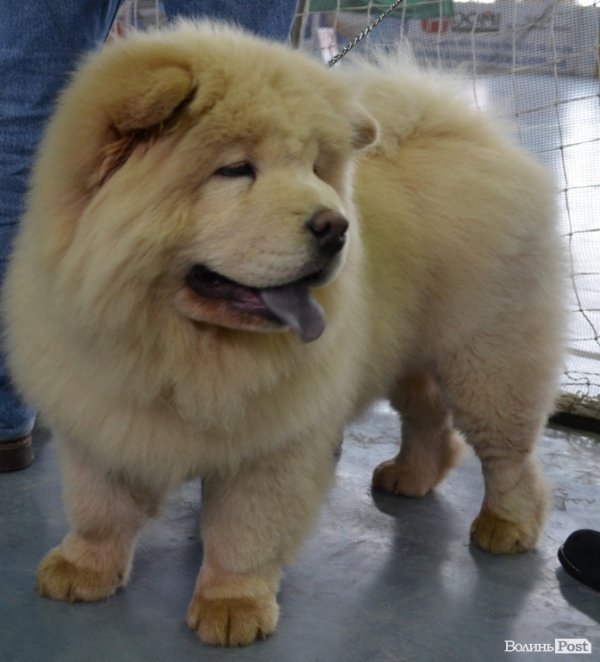 У Луцьку ‒ виставка собак. ФОТО