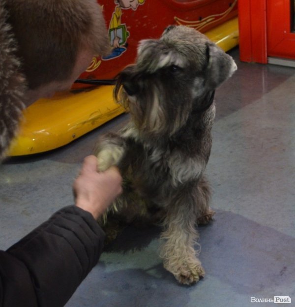 У Луцьку ‒ виставка собак. ФОТО