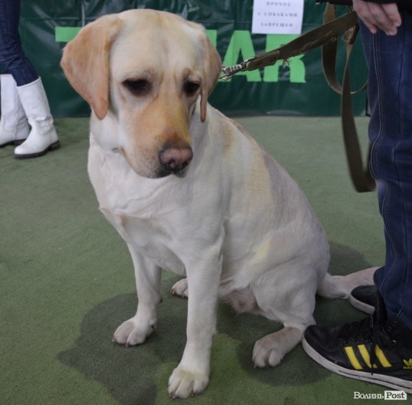 У Луцьку ‒ виставка собак. ФОТО