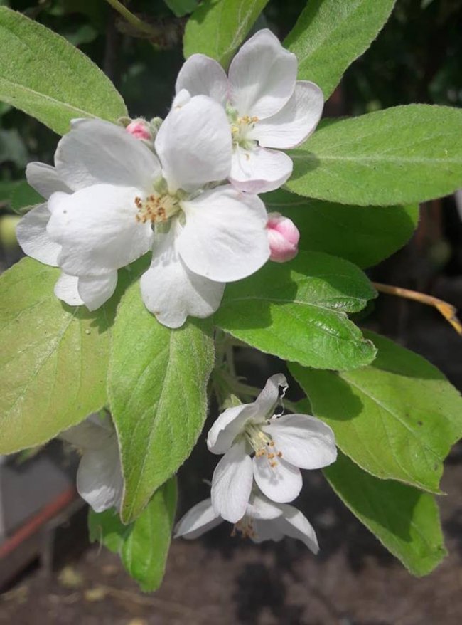 Весна посеред літа: на Волині розквітли яблуні і вишні. ФОТО