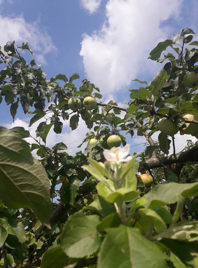 Весна посеред літа: на Волині розквітли яблуні і вишні. ФОТО