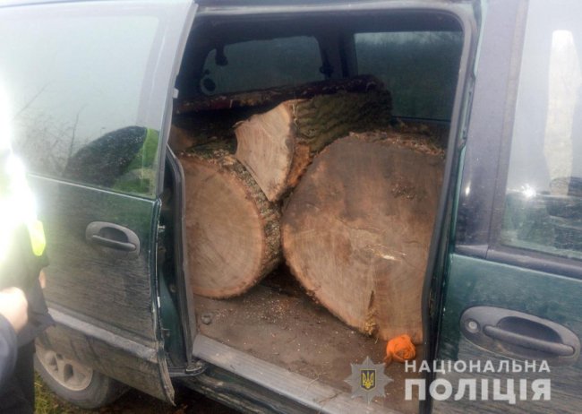 Один крав сосни, а інший – дуби: на Волині спіймали двох злодіїв