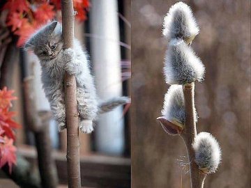 На Волині в кінці осені знову розквітли «котики». ФОТО