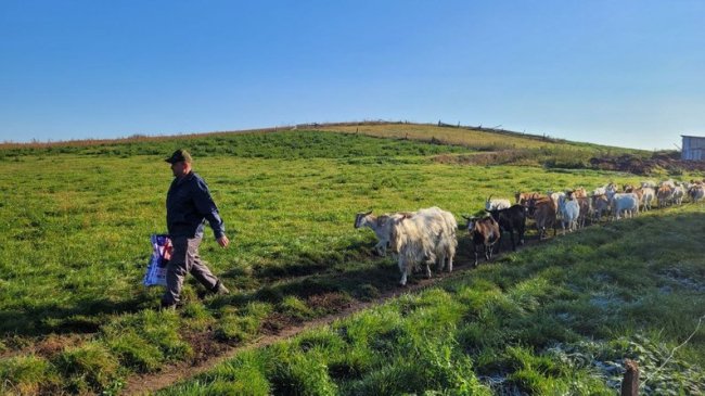 Волинянин вирощує 130 кіз. ВІДЕО