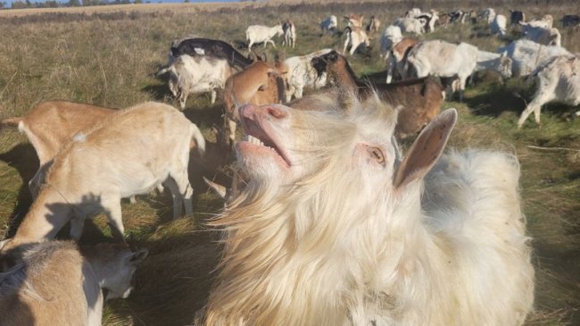 Волинянин вирощує 130 кіз. ВІДЕО