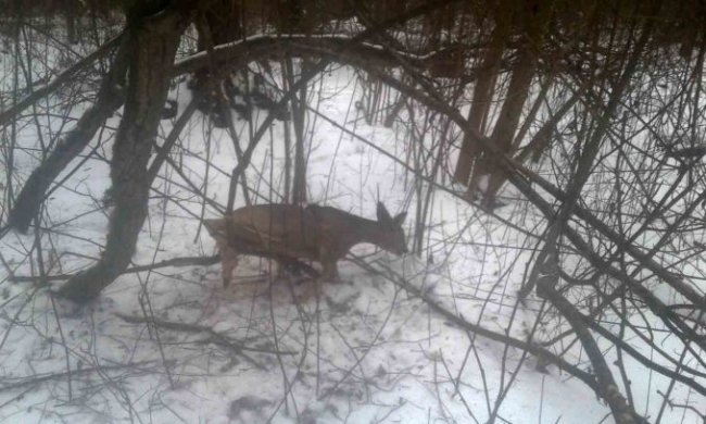 На Волині козуля потрапила у пастку браконьєрів. ФОТО