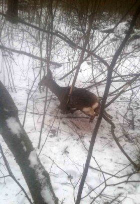 На Волині козуля потрапила у пастку браконьєрів. ФОТО