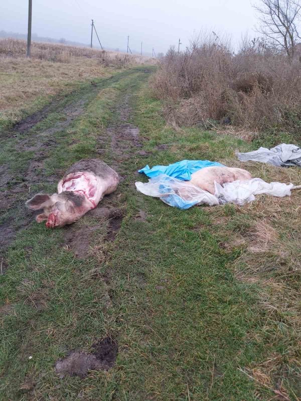 Під Луцьком на сміттєзвалище викинули тушки мертвих свиней. ФОТО 18+