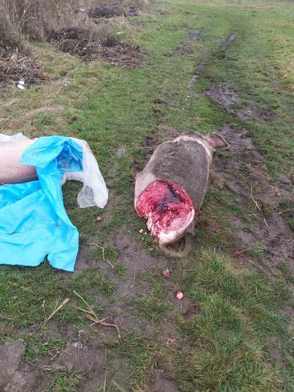 Під Луцьком на сміттєзвалище викинули тушки мертвих свиней. ФОТО 18+
