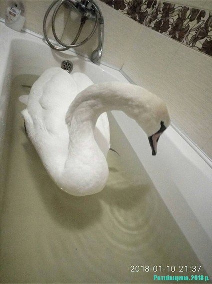 У селі на Волині діти врятували лебедя