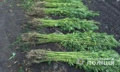 У волинянина виявили 245 кущів коноплі