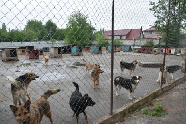 Для ремонту даху приміщення КП «Ласка» хочуть виділити кошти з міського бюджету