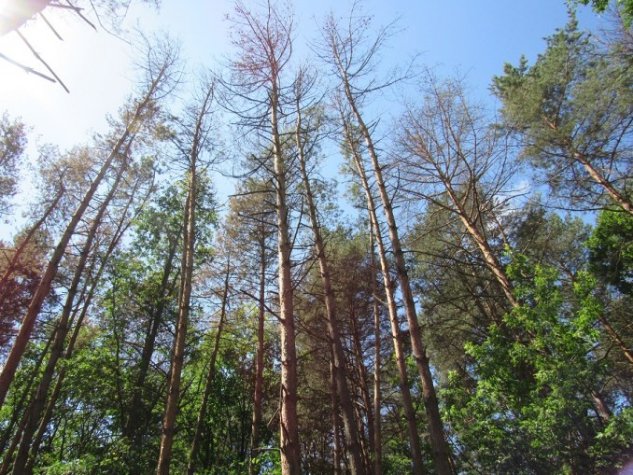 На Волині через короїдів всихають соснові ліси. ФОТО