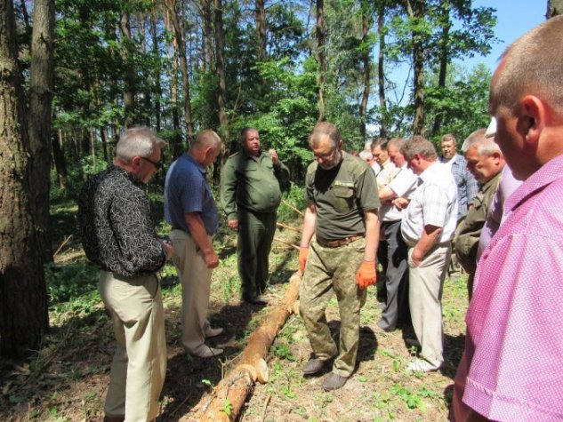На Волині через короїдів всихають соснові ліси. ФОТО