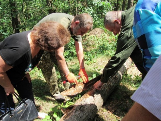 На Волині через короїдів всихають соснові ліси. ФОТО