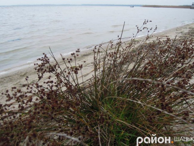 Самотній і чудернацький: оприлюднили фото осіннього Світязю