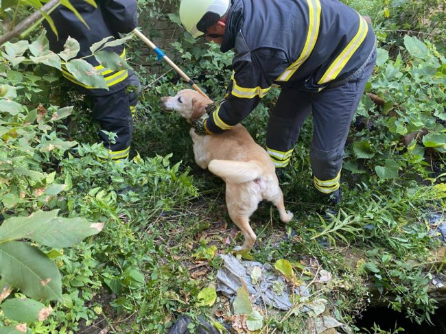 На Волині з льоху та вигрібної ями витягували коня і пса. ФОТО
