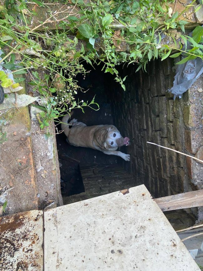 На Волині з льоху та вигрібної ями витягували коня і пса. ФОТО