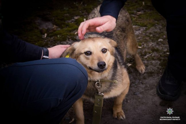 Добро робити легко: як волинські патрульні фотографувалися з безпритульними песиками