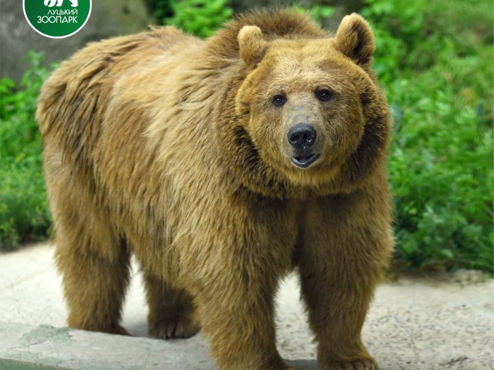 Луцький зоопарк випустив календар зі світлинами своїх підопічних. ФОТО