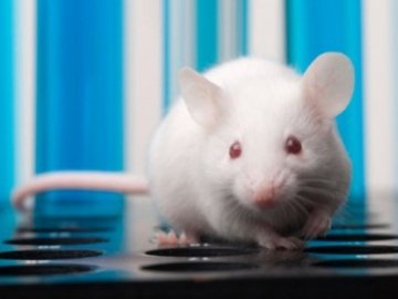 Табачник врятував тисячі піддослідних мишей