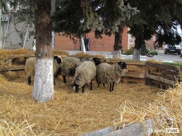 У Луцьку фірма замість новорічного корпоративу збирає гроші на АТО. ФОТО 