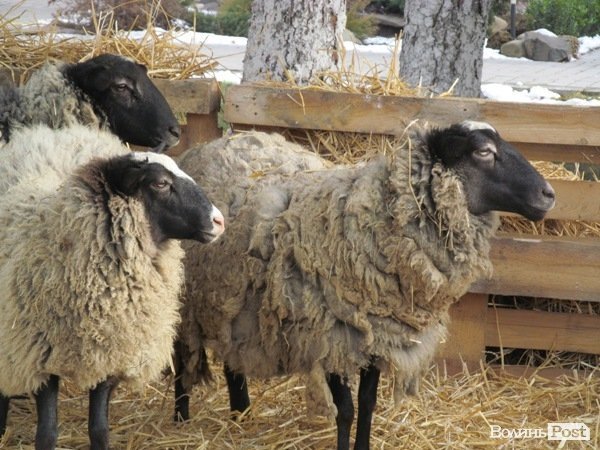 У Луцьку фірма замість новорічного корпоративу збирає гроші на АТО. ФОТО 