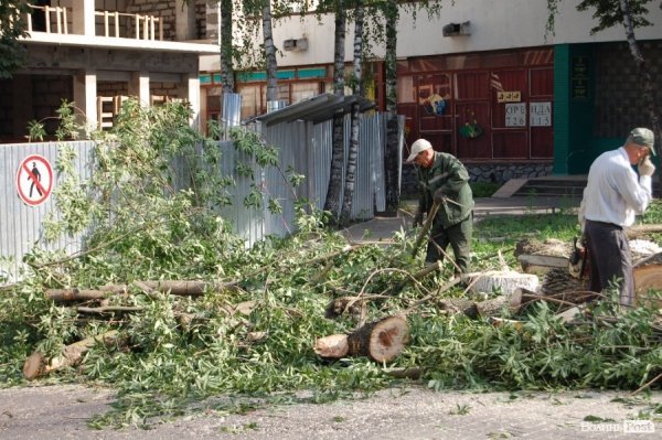 Центр Луцька звільняють від дерев. ФОТО