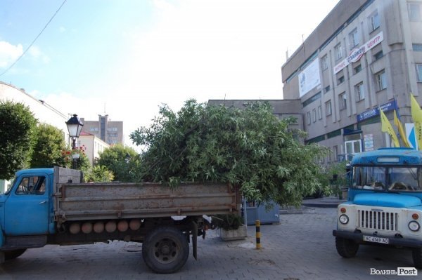 Центр Луцька звільняють від дерев. ФОТО