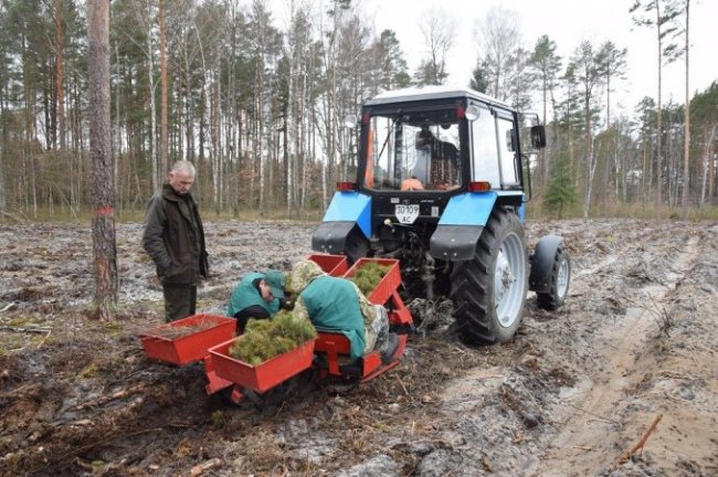 Експеримент: на Волині диво-машина допомагає садити ліс. ФОТО