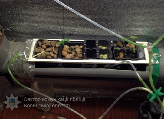 Затримали волинянина, який вирощував елітний канабіс