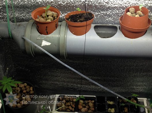 Затримали волинянина, який вирощував елітний канабіс